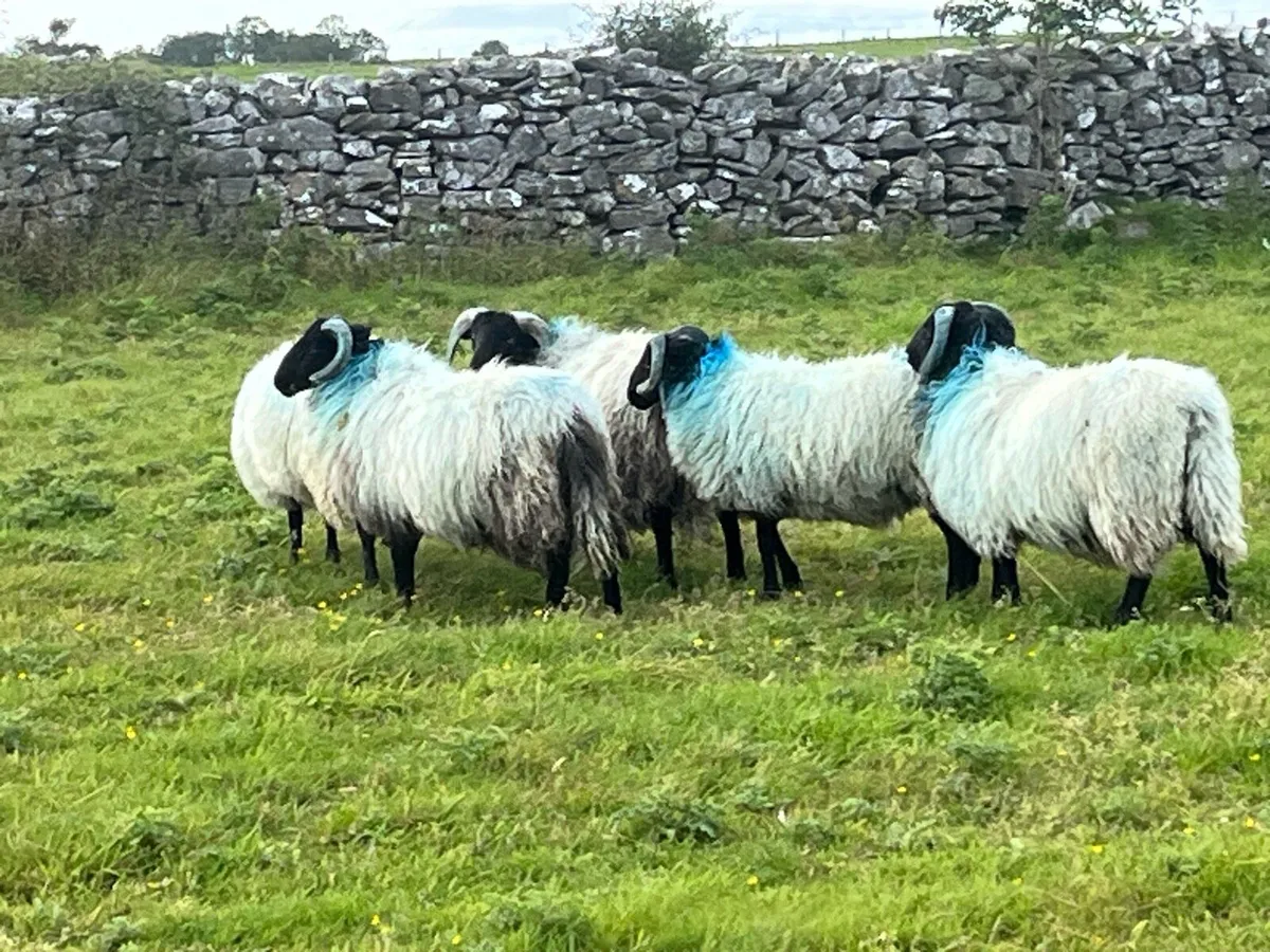Blackface Mountain Ram Lambs - Image 4