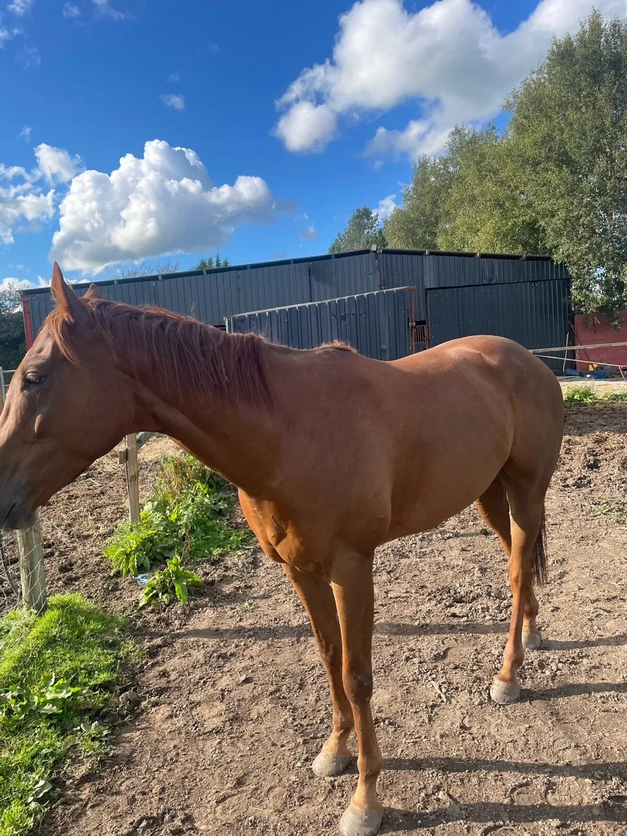 Horse - Image 1