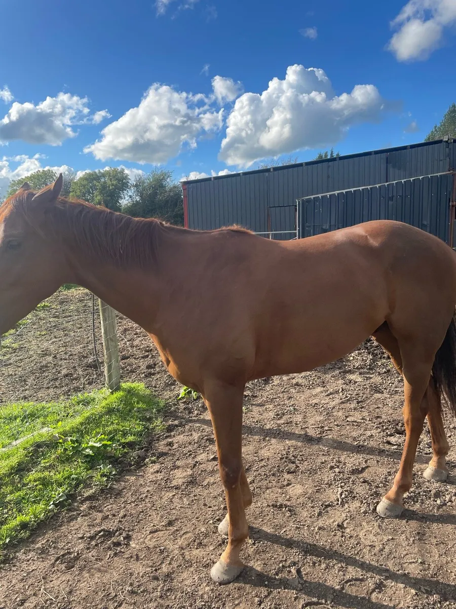 Horse - Image 2