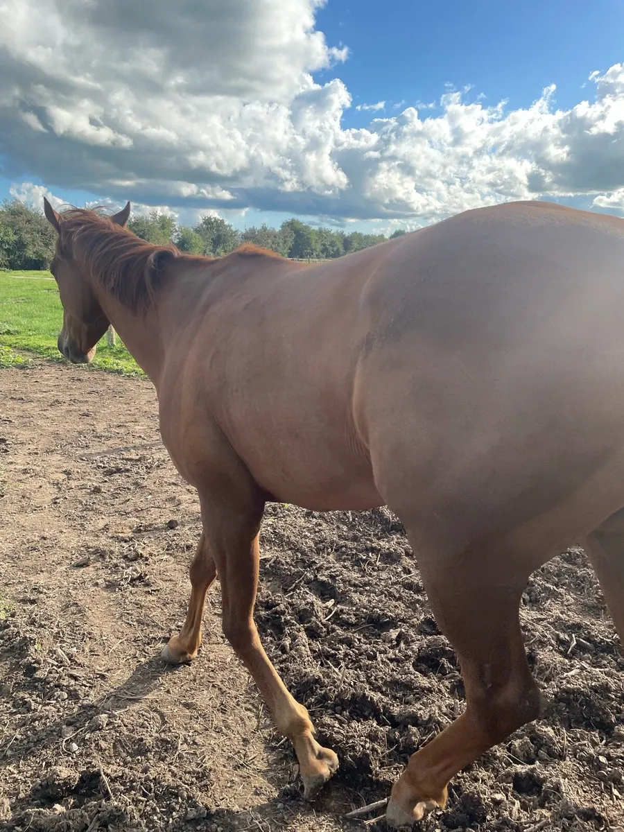 Horse - Image 3