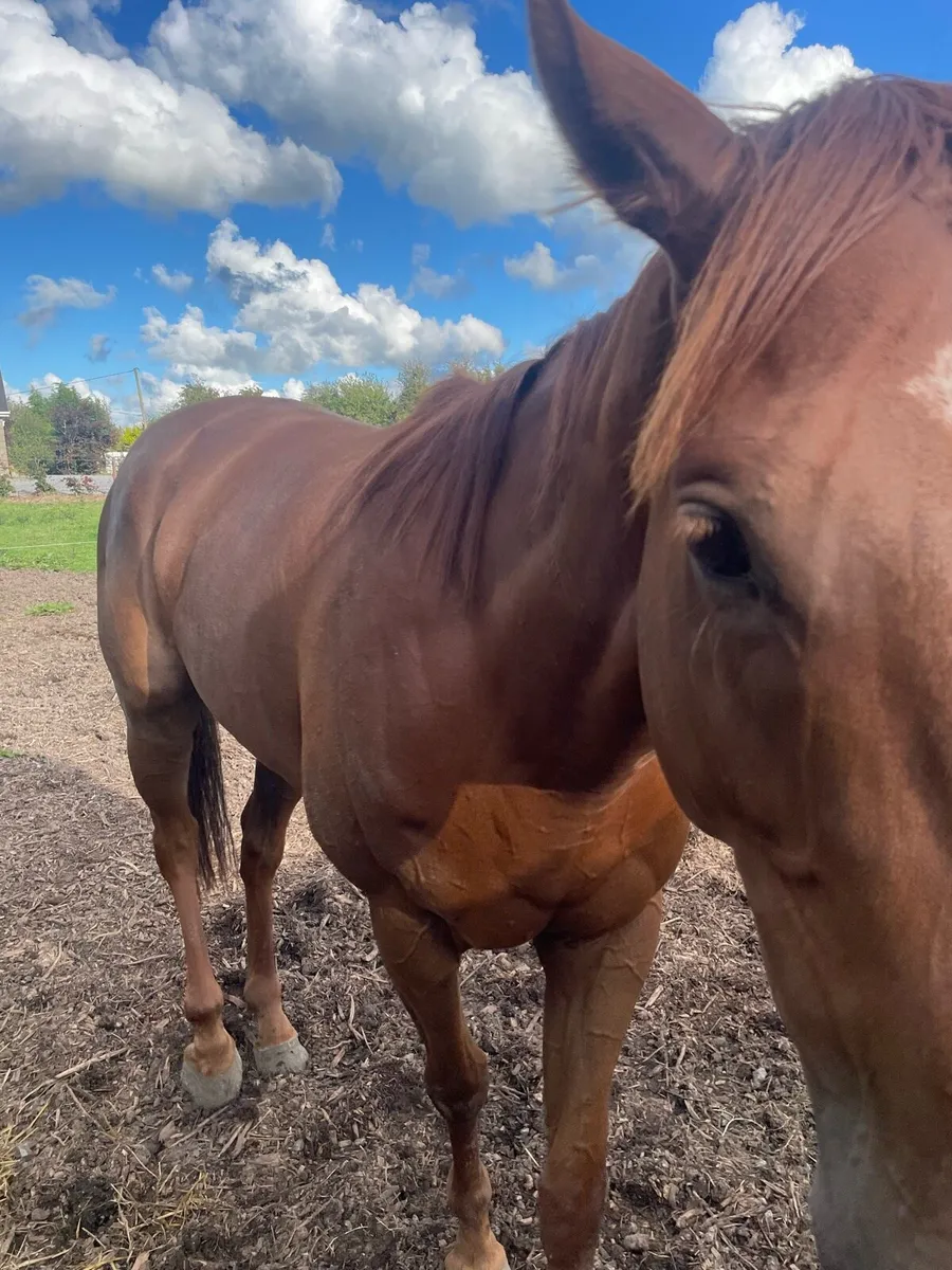 Horse - Image 4