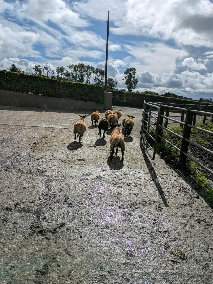 Ewe lambs - Image 1