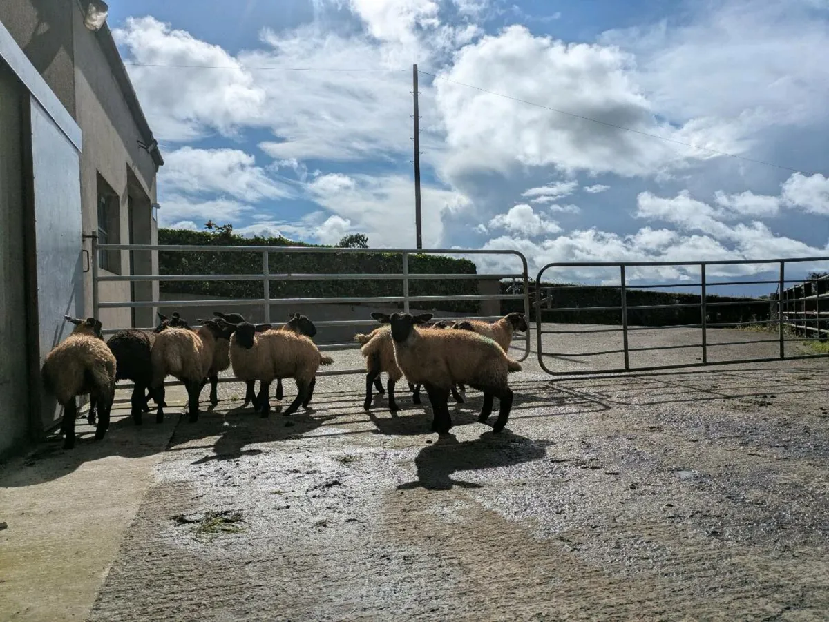 Ewe lambs - Image 2