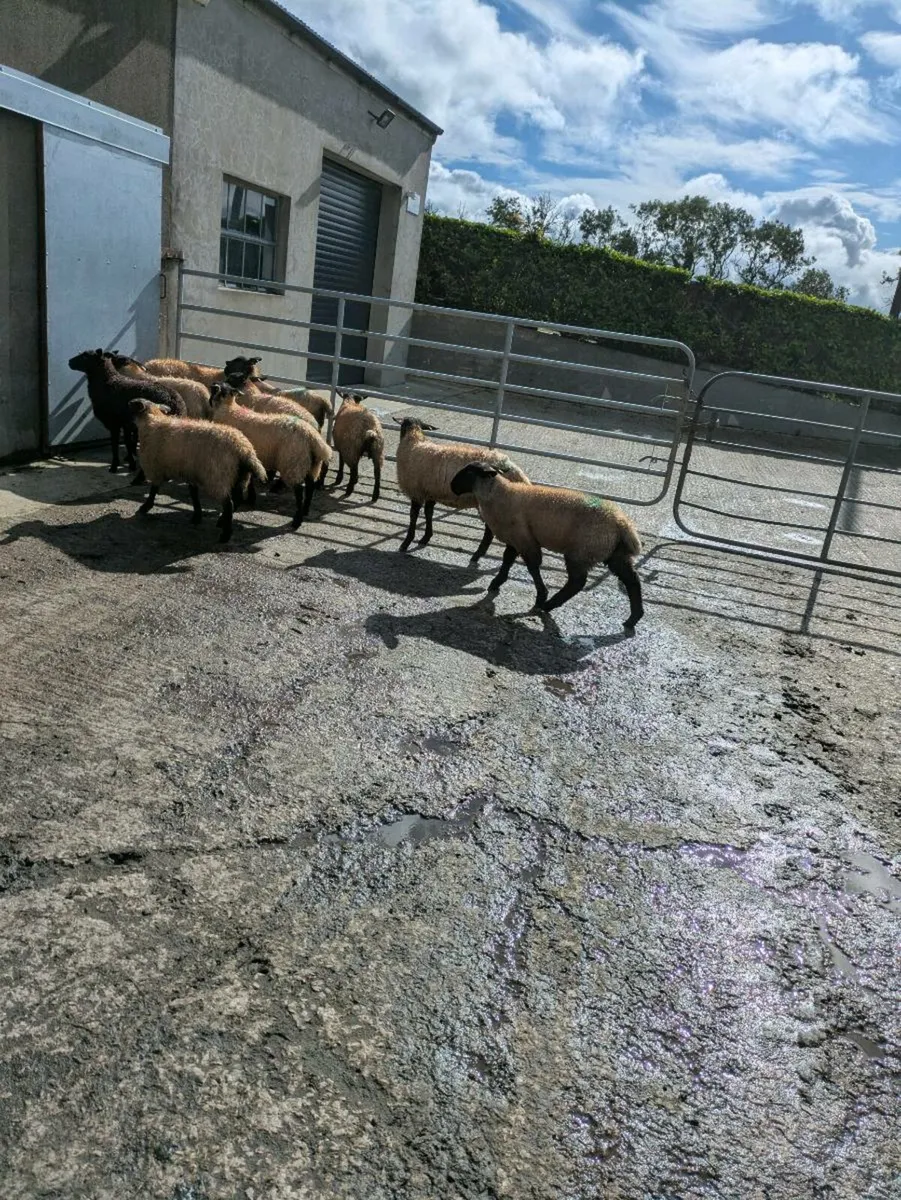 Ewe lambs - Image 3