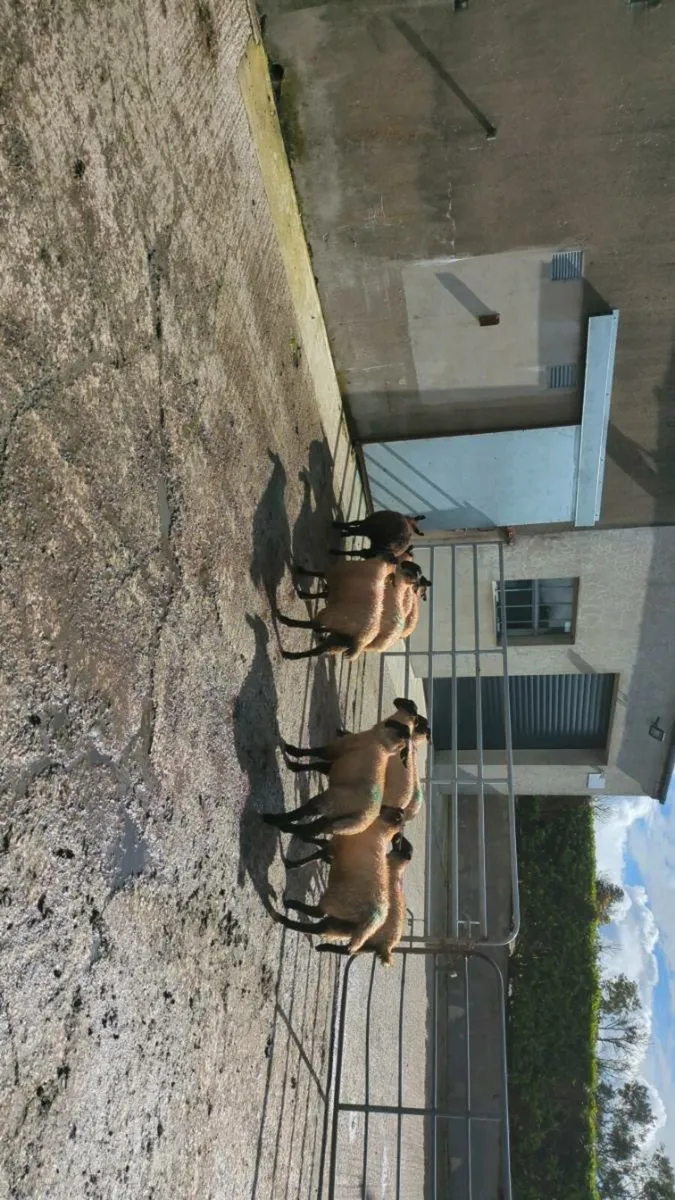 Ewe lambs - Image 4