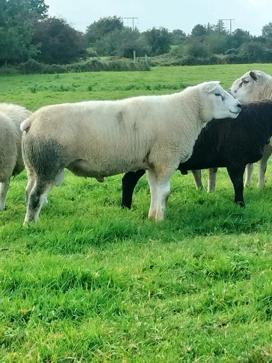 Hogget rams - Image 1