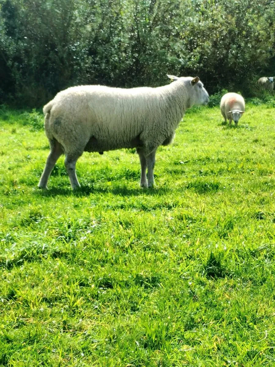 Hogget rams - Image 2