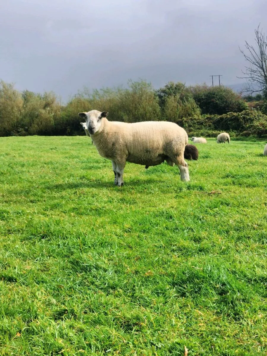 Hogget rams - Image 3