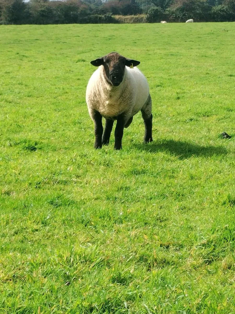 Hogget rams - Image 4