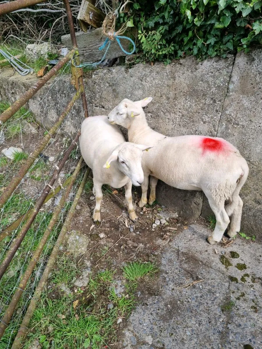 Easycare Ram Lambs - Image 1