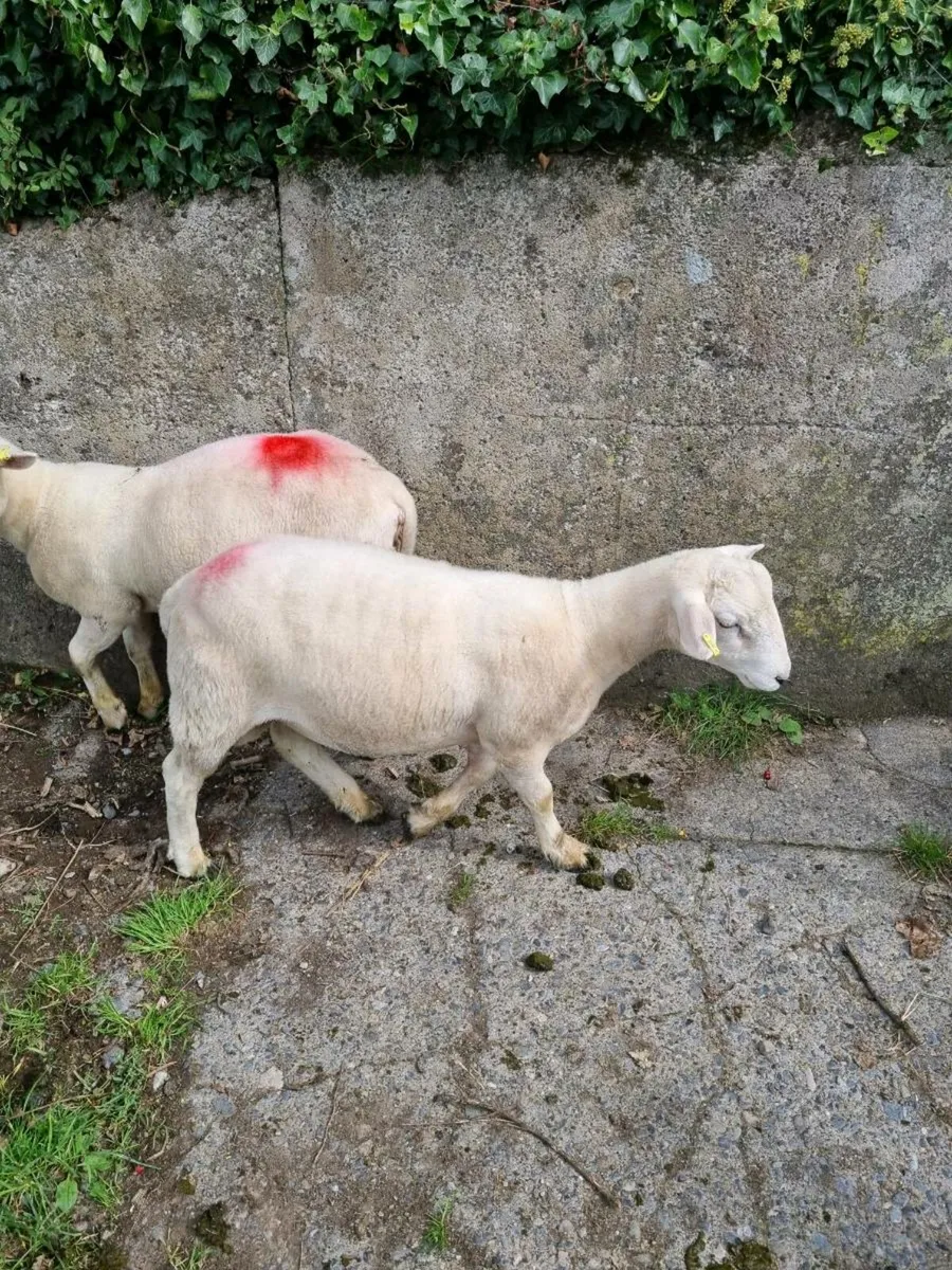 Easycare Ram Lambs - Image 2