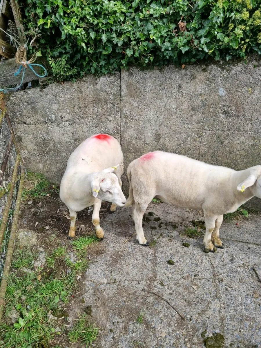 Easycare Ram Lambs - Image 3
