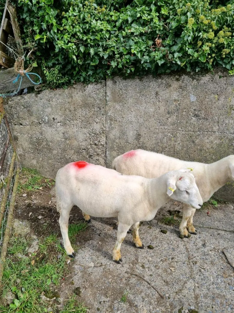Easycare Ram Lambs - Image 4