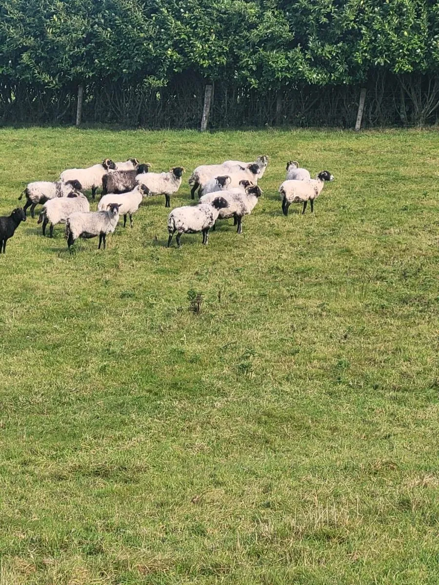 20 ewes - Image 1
