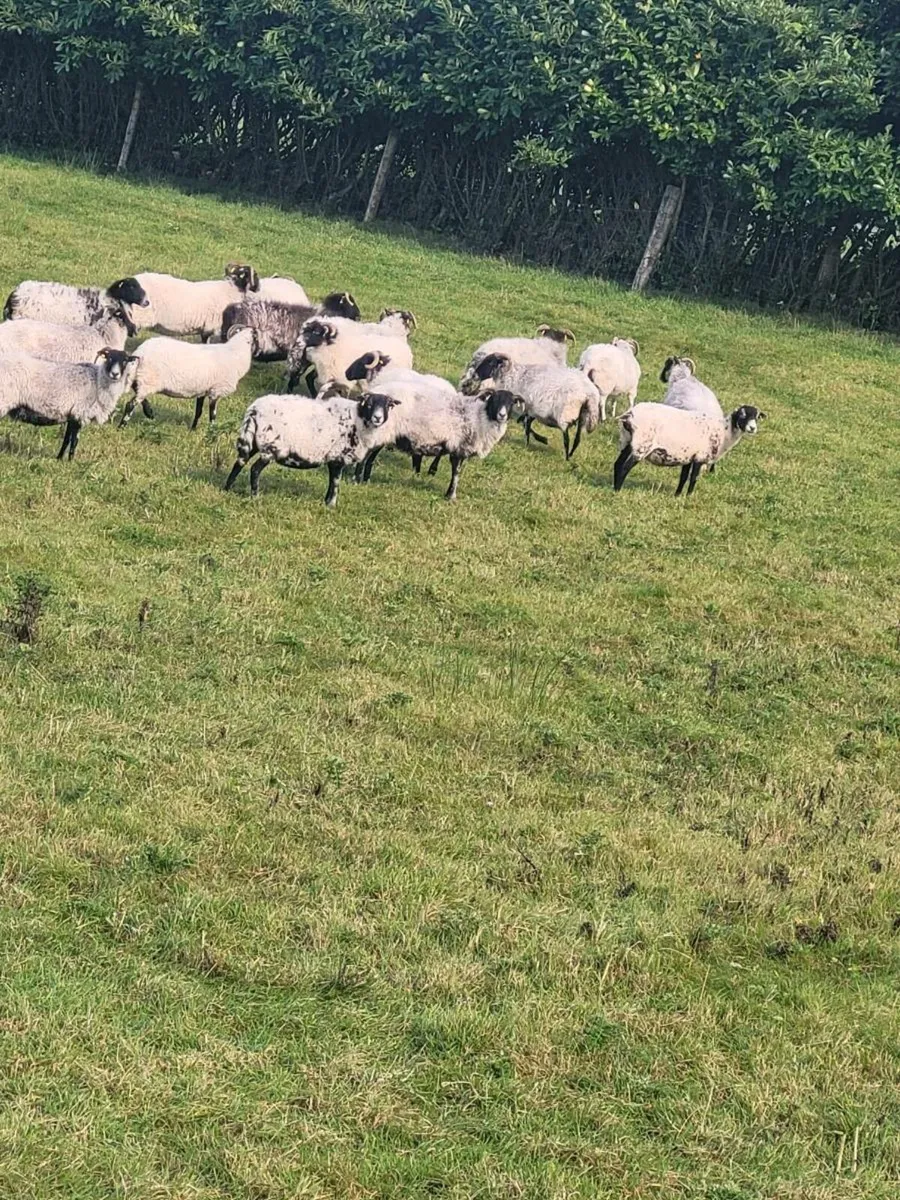 20 ewes - Image 2
