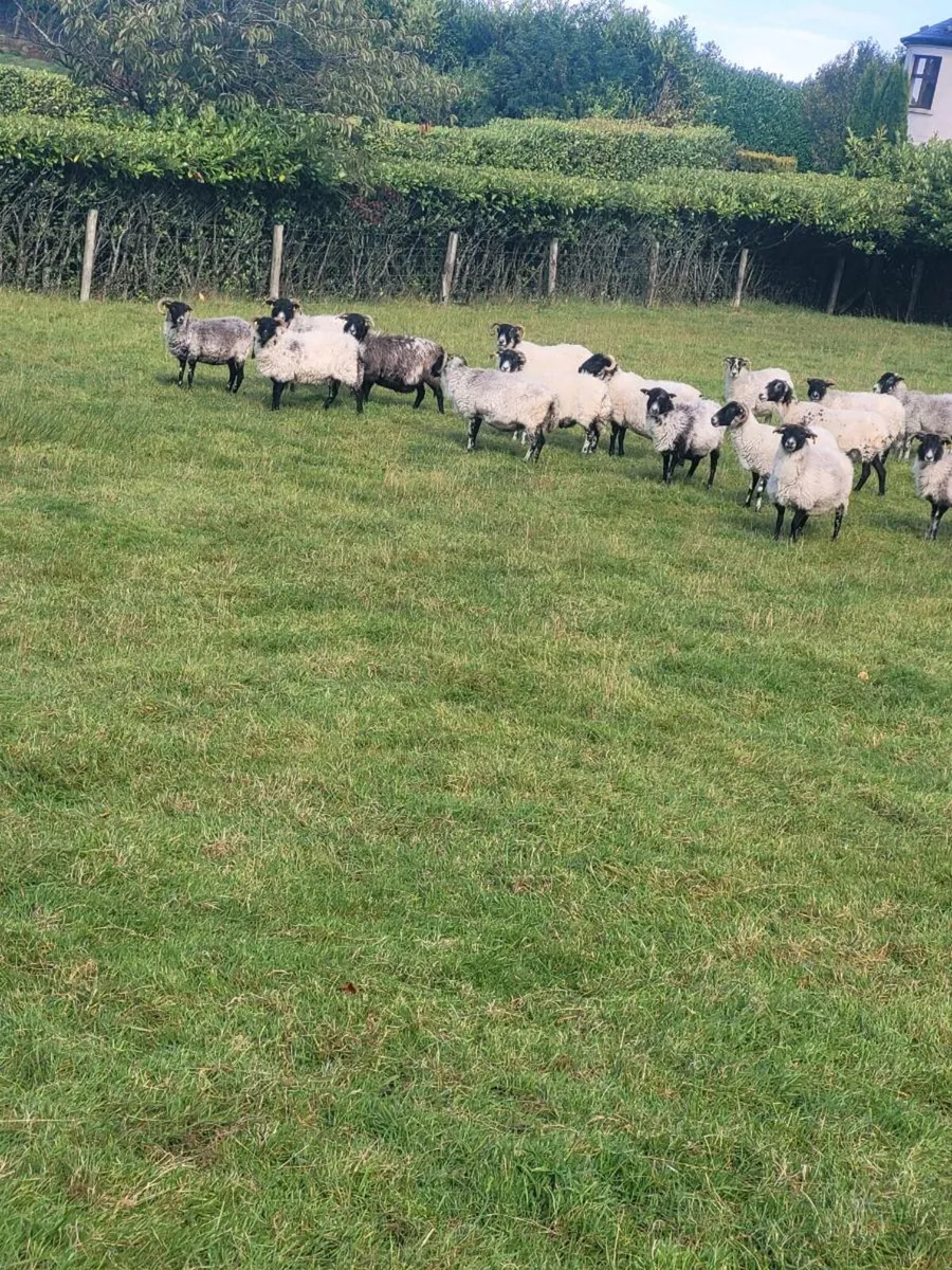 20 ewes - Image 3