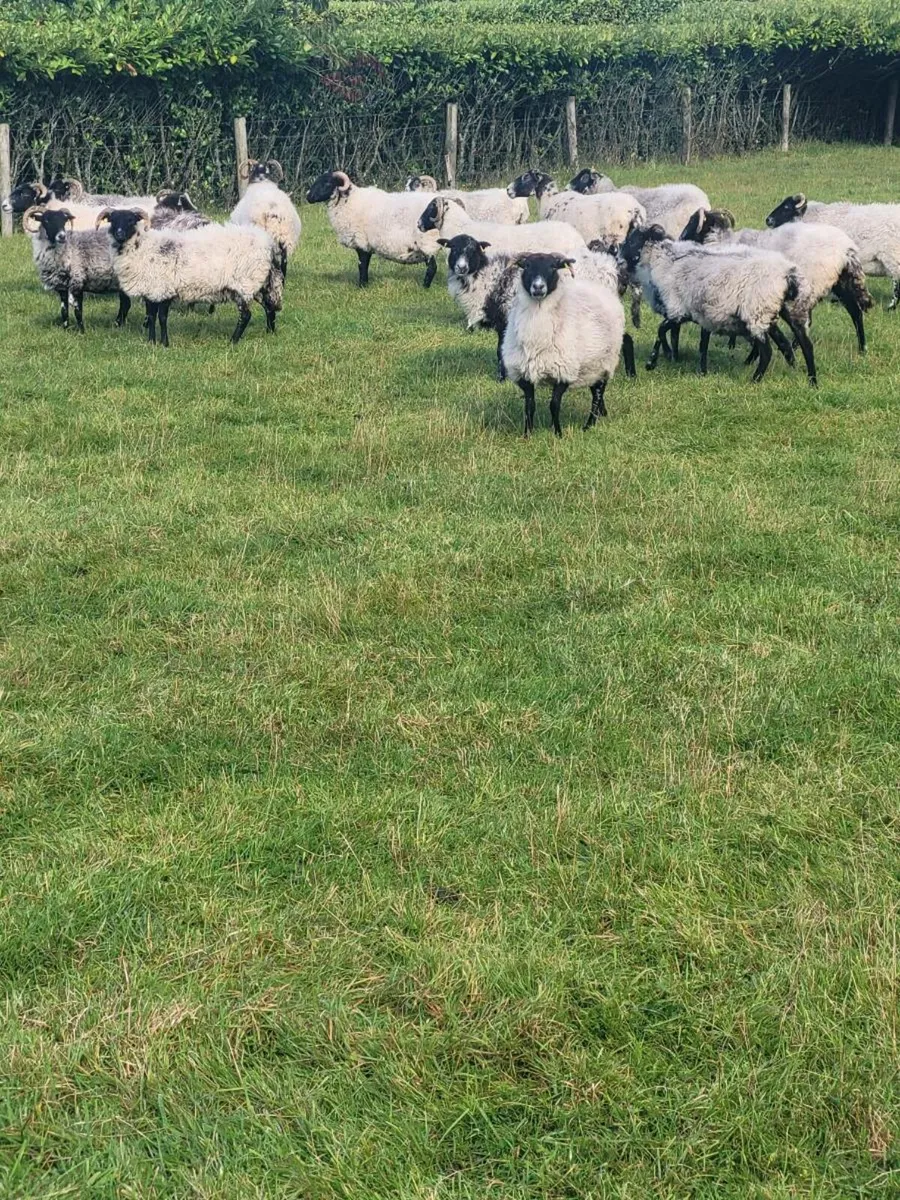 20 ewes - Image 4