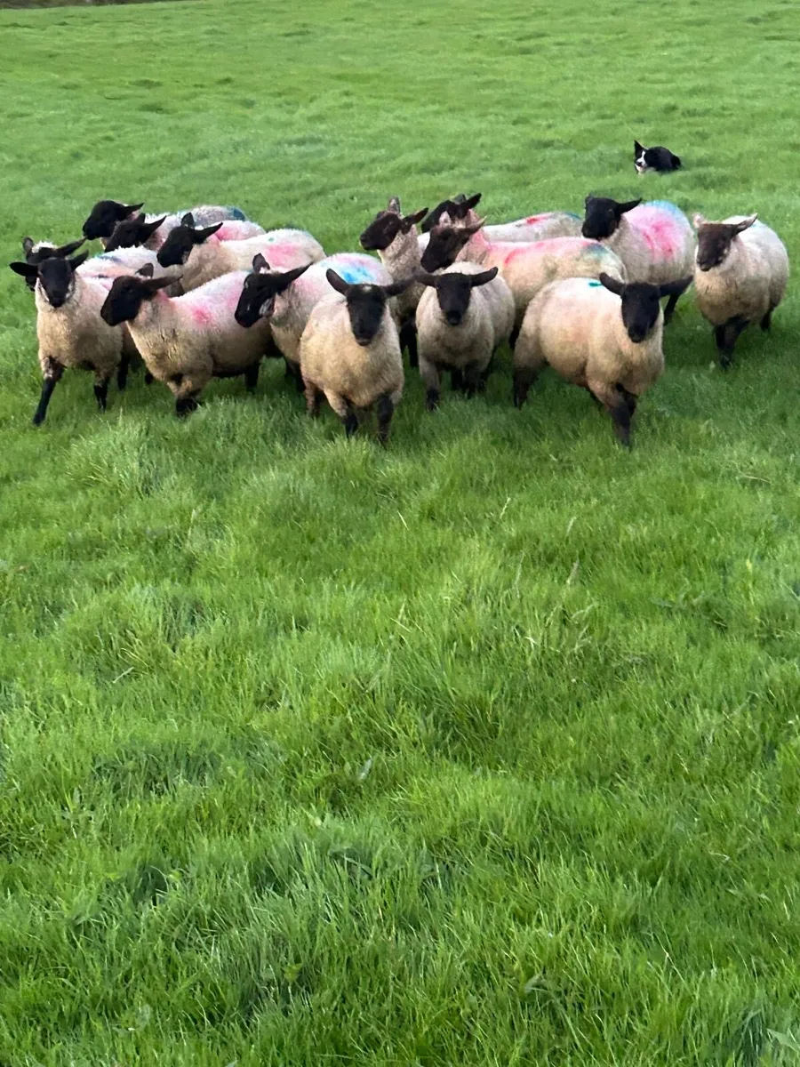 Suffolk Ewe Lambs - Image 1