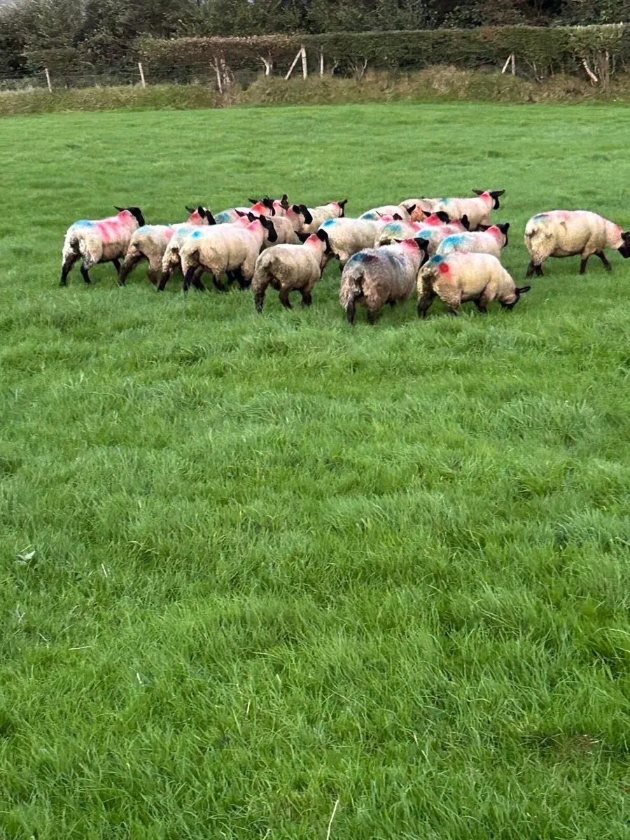 Suffolk Ewe Lambs - Image 2