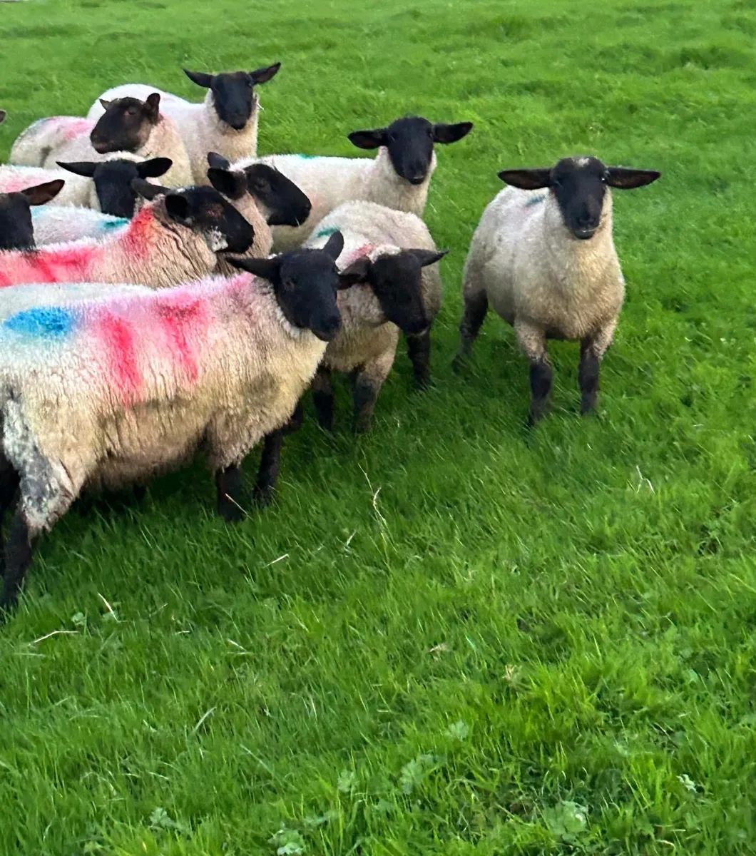 Suffolk Ewe Lambs - Image 3