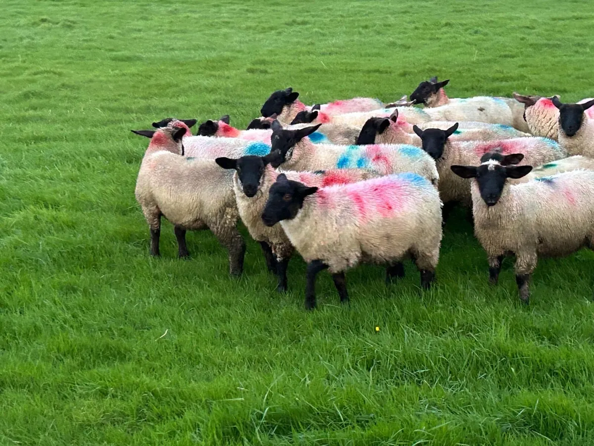 Suffolk Ewe Lambs - Image 4