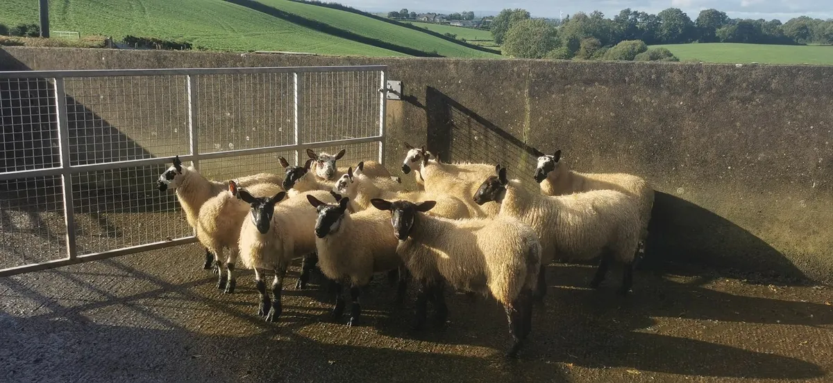 Selection of commercial Ewe lambs - Image 2