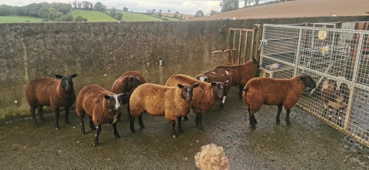 Selection of commercial Ewe lambs - Image 3