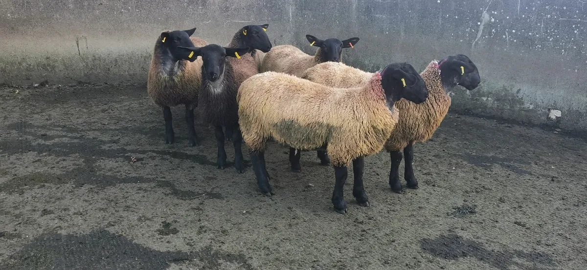 Selection of commercial Ewe lambs - Image 4