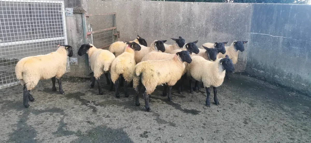 Selection of commercial Ewe lambs - Image 1