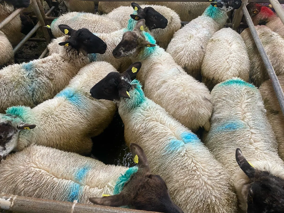 Ewe lambs - Image 2
