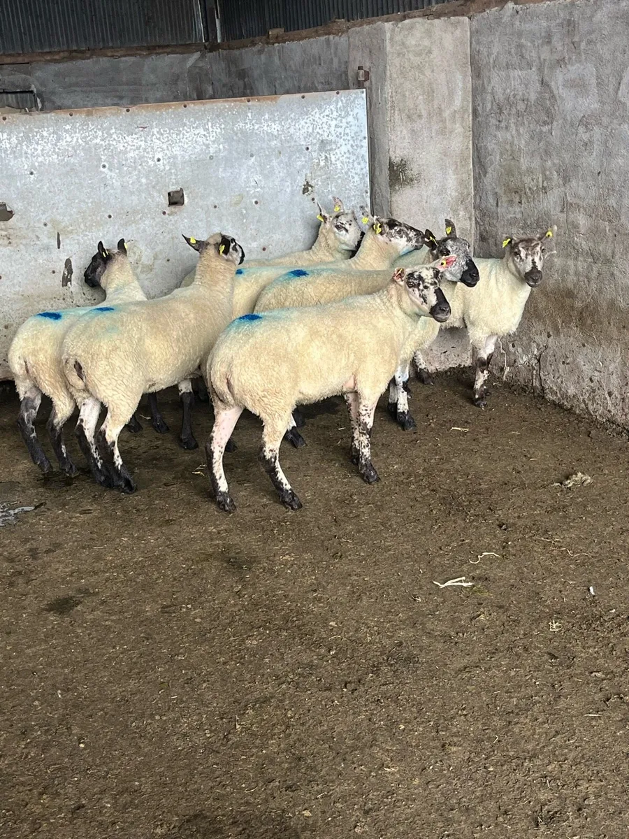 🤩7 smashing Kerryhill Hoggets 🤩 - Image 1