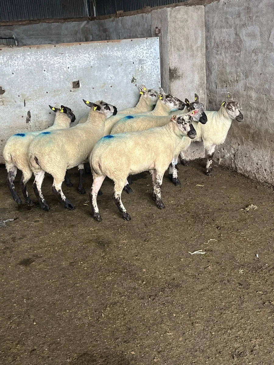 🤩7 smashing Kerryhill Hoggets 🤩 - Image 2