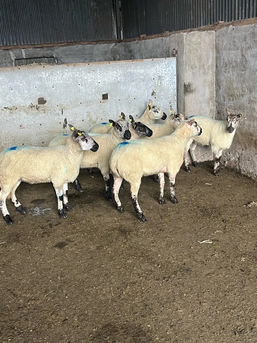 🤩7 smashing Kerryhill Hoggets 🤩 - Image 3