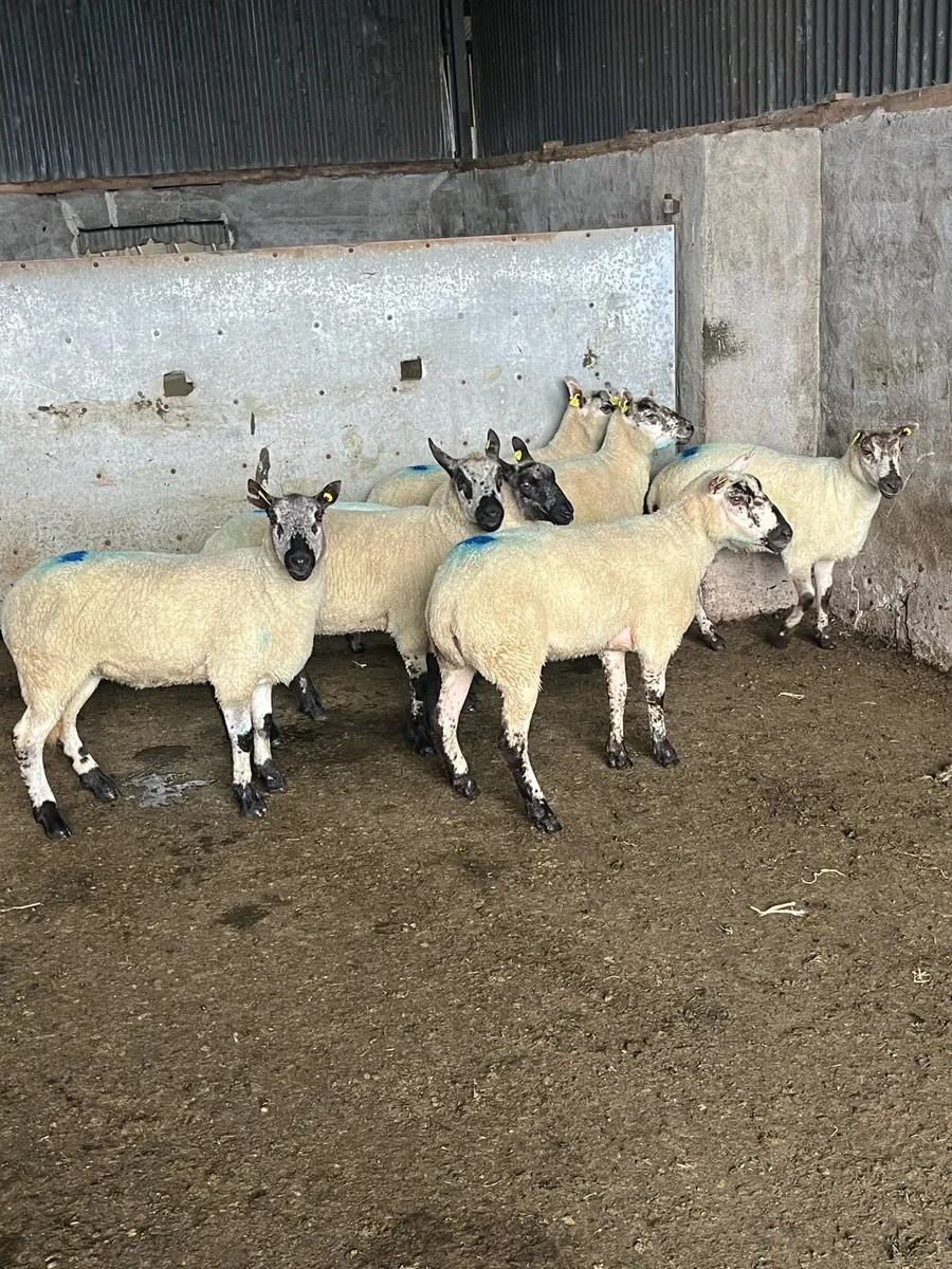 🤩7 smashing Kerryhill Hoggets 🤩 - Image 4