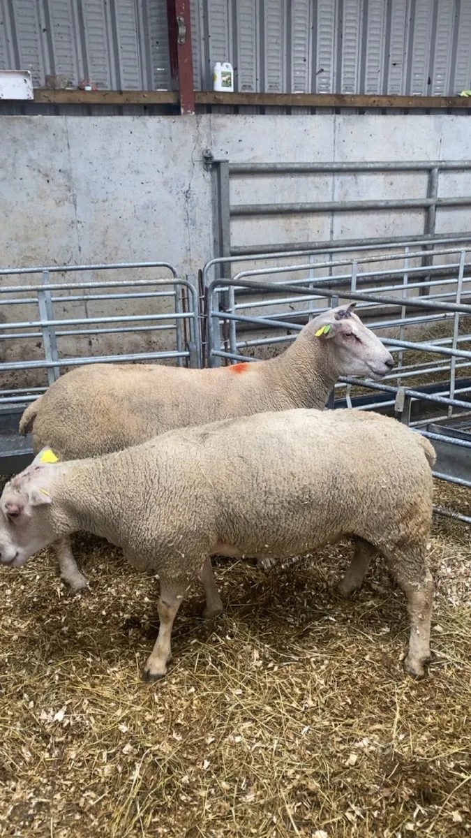 PBR charlaois rams - Image 2