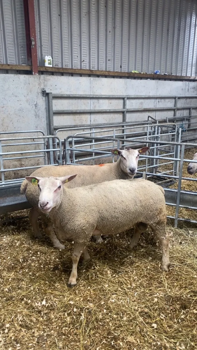 PBR charlaois rams - Image 3