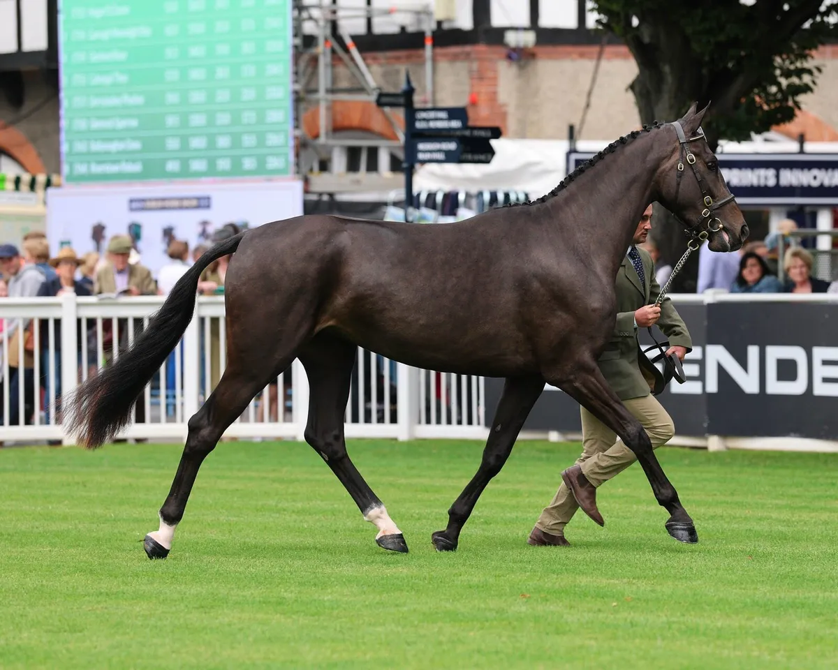 3 Year Old ISH Gelding - DHS Con Cornet - Image 1