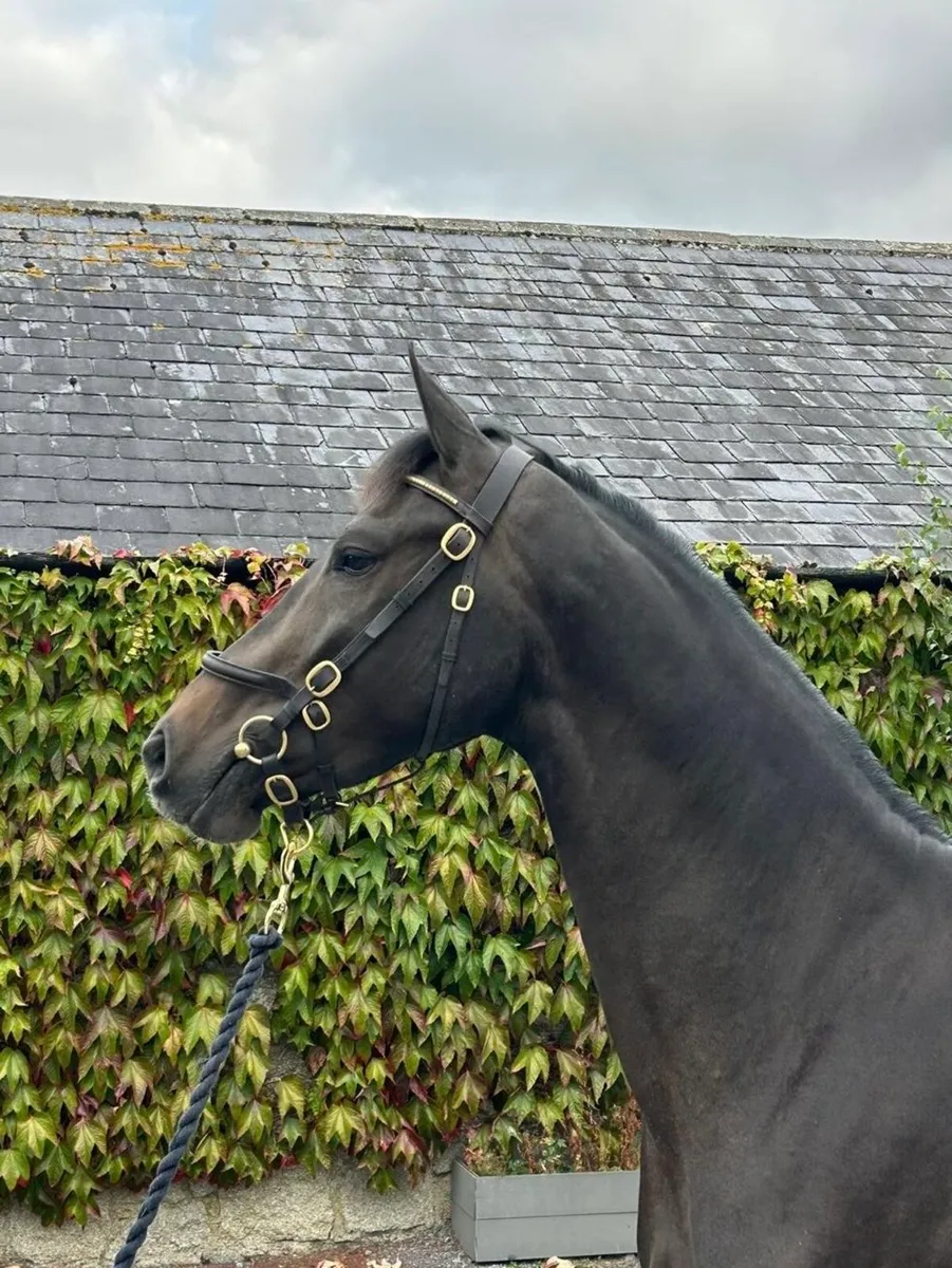 3 Year Old ISH Gelding - DHS Con Cornet - Image 3