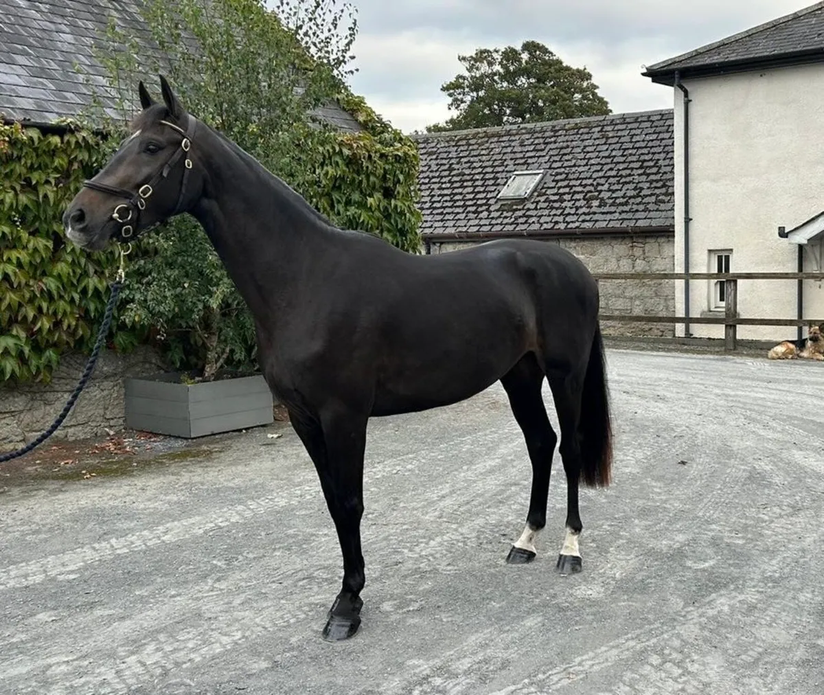 3 Year Old ISH Gelding - DHS Con Cornet - Image 4