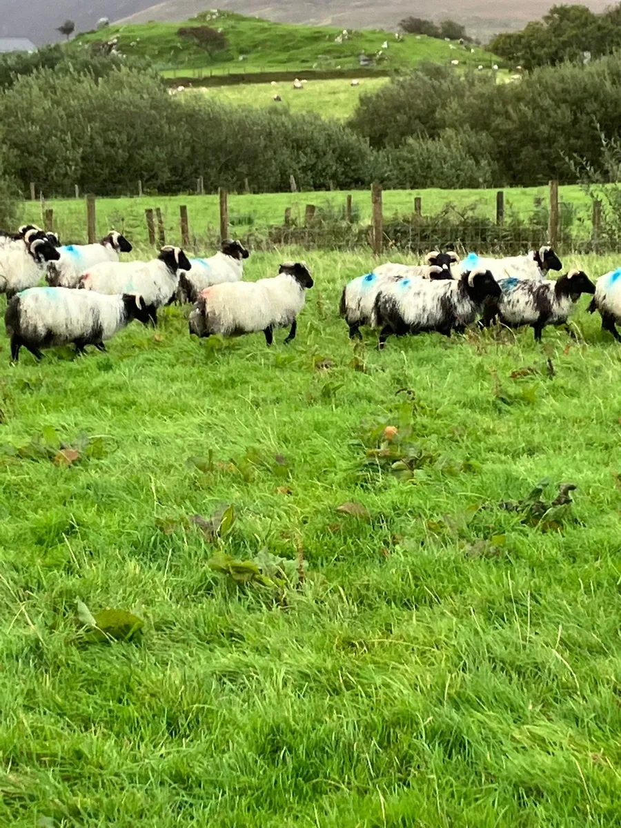 Ram lambs - Image 1