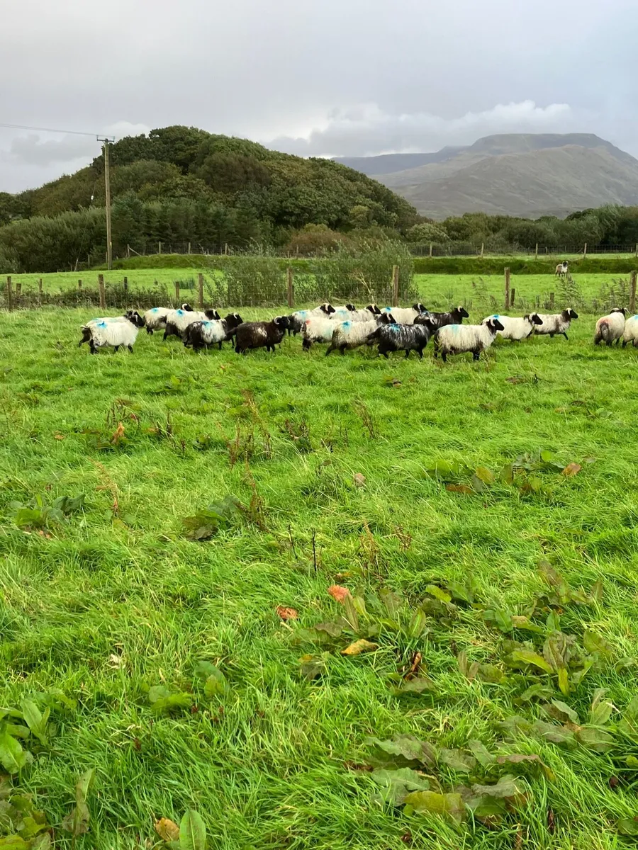 Ram lambs - Image 2