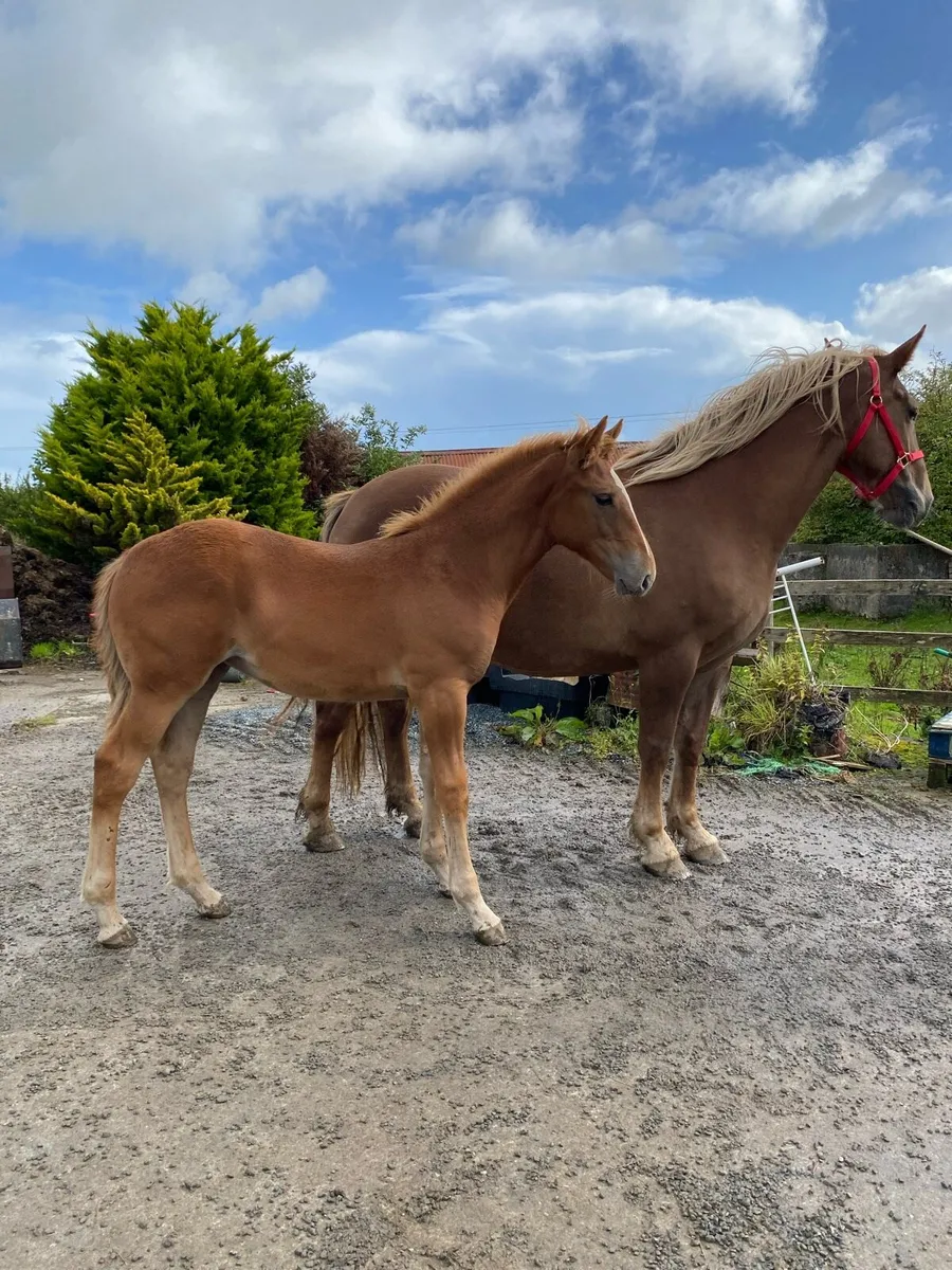 Irish draught filly foal - Image 1