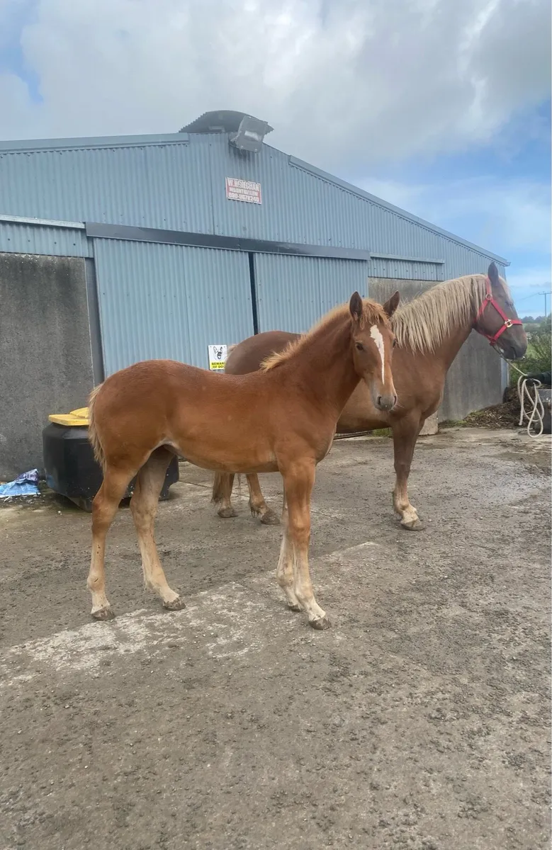 Irish draught filly foal - Image 2