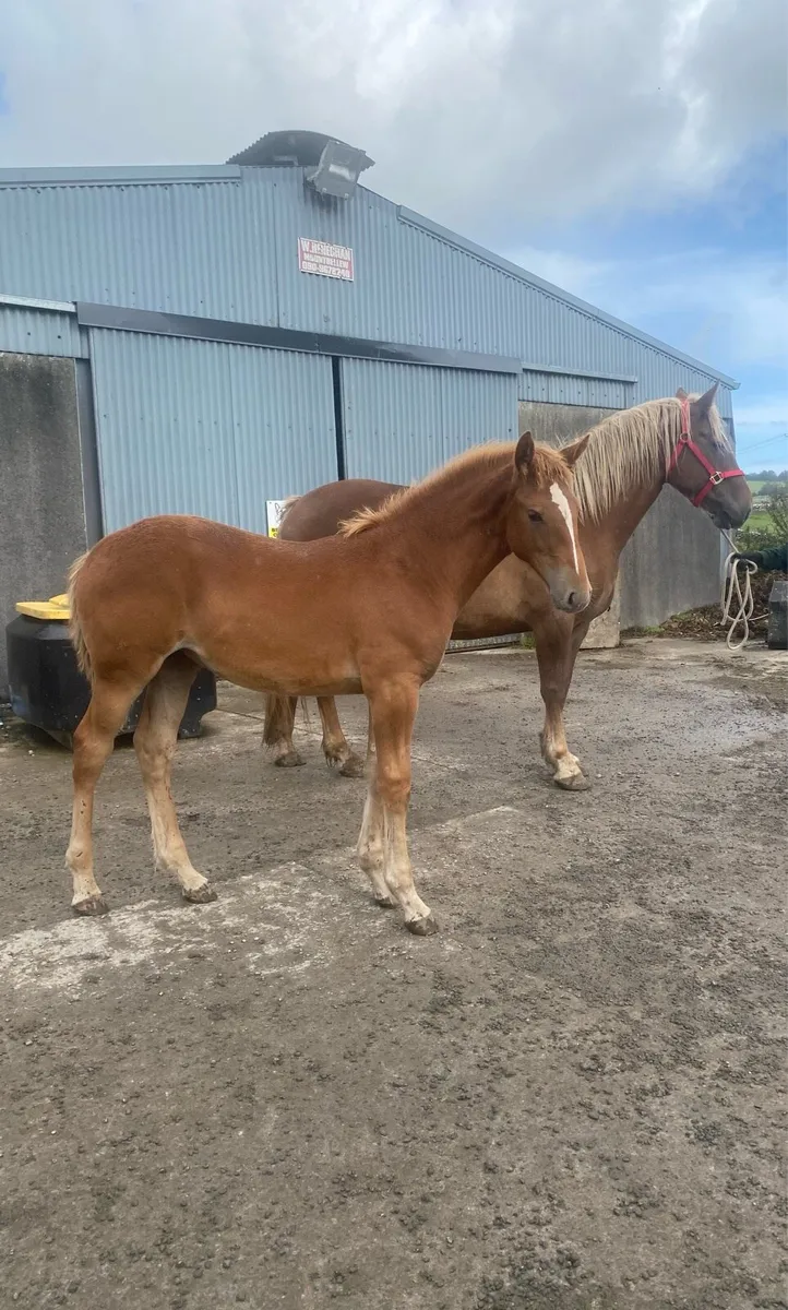 Irish draught filly foal - Image 3