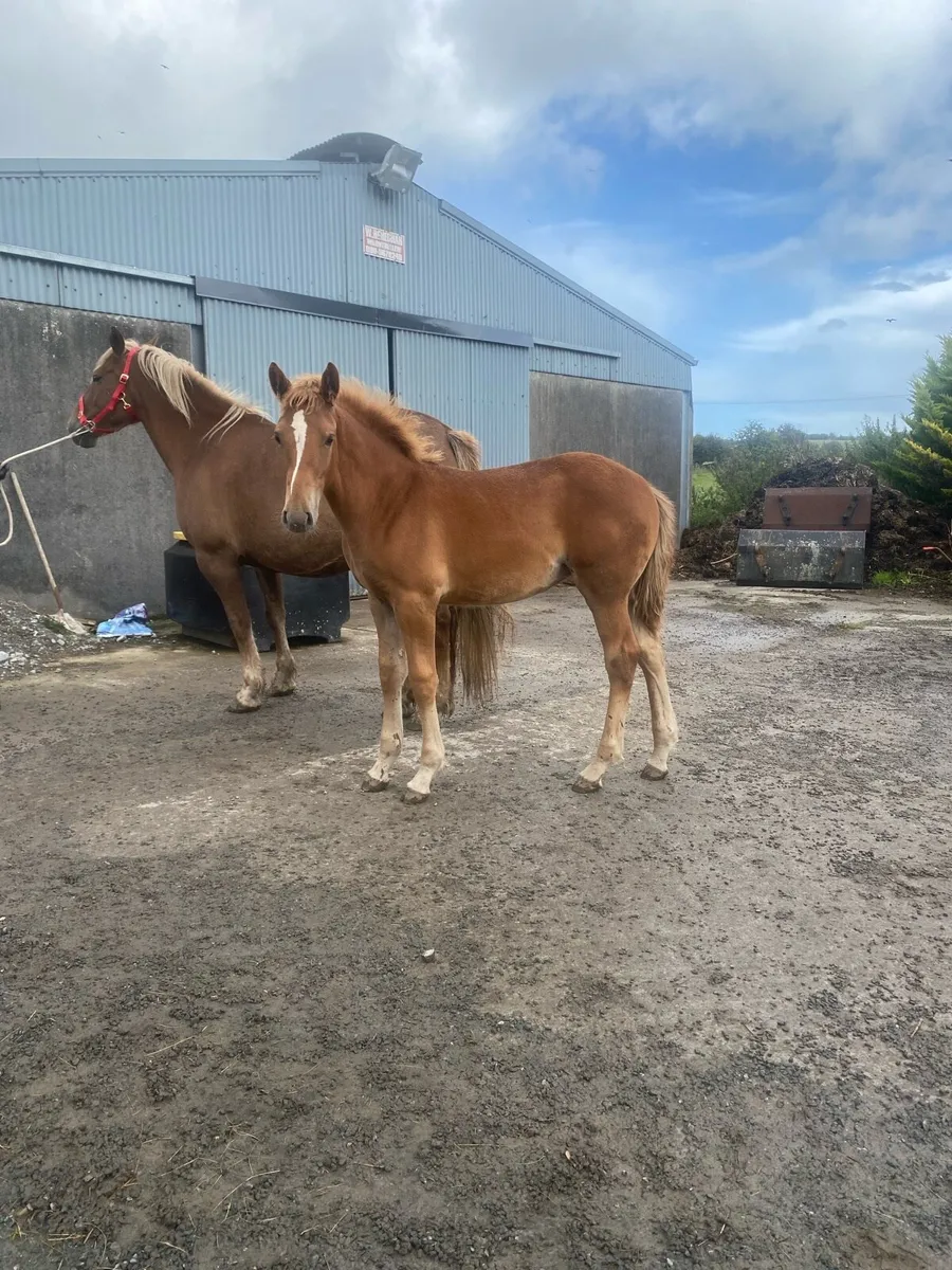 Irish draught filly foal - Image 4