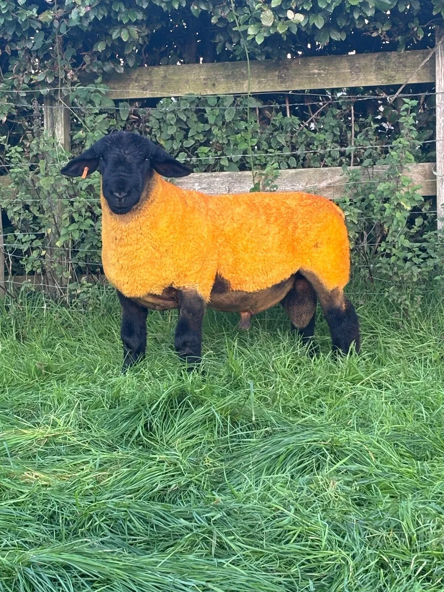 Purebred Suffolk Rams - Image 1