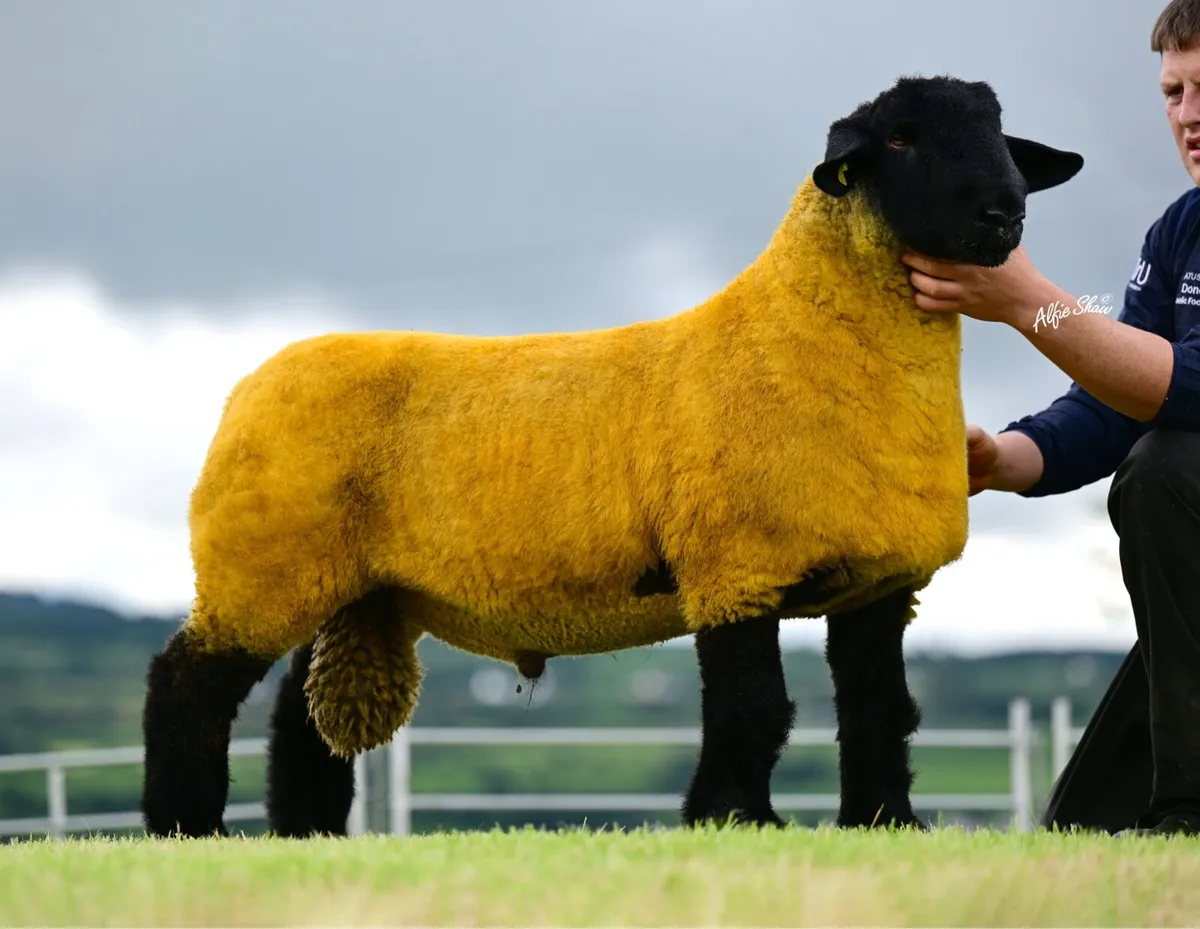 Purebred Suffolk Rams - Image 2