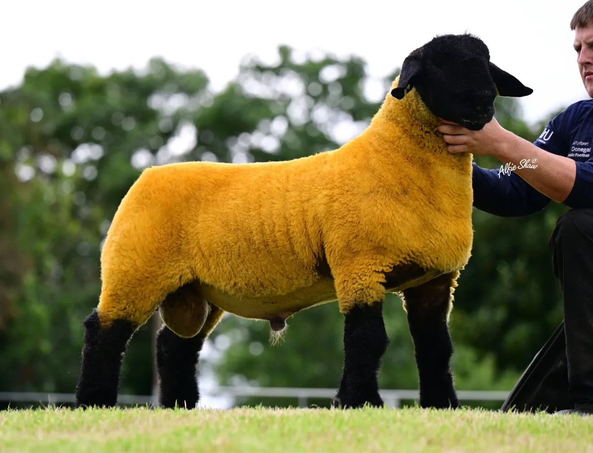 Purebred Suffolk Rams - Image 3
