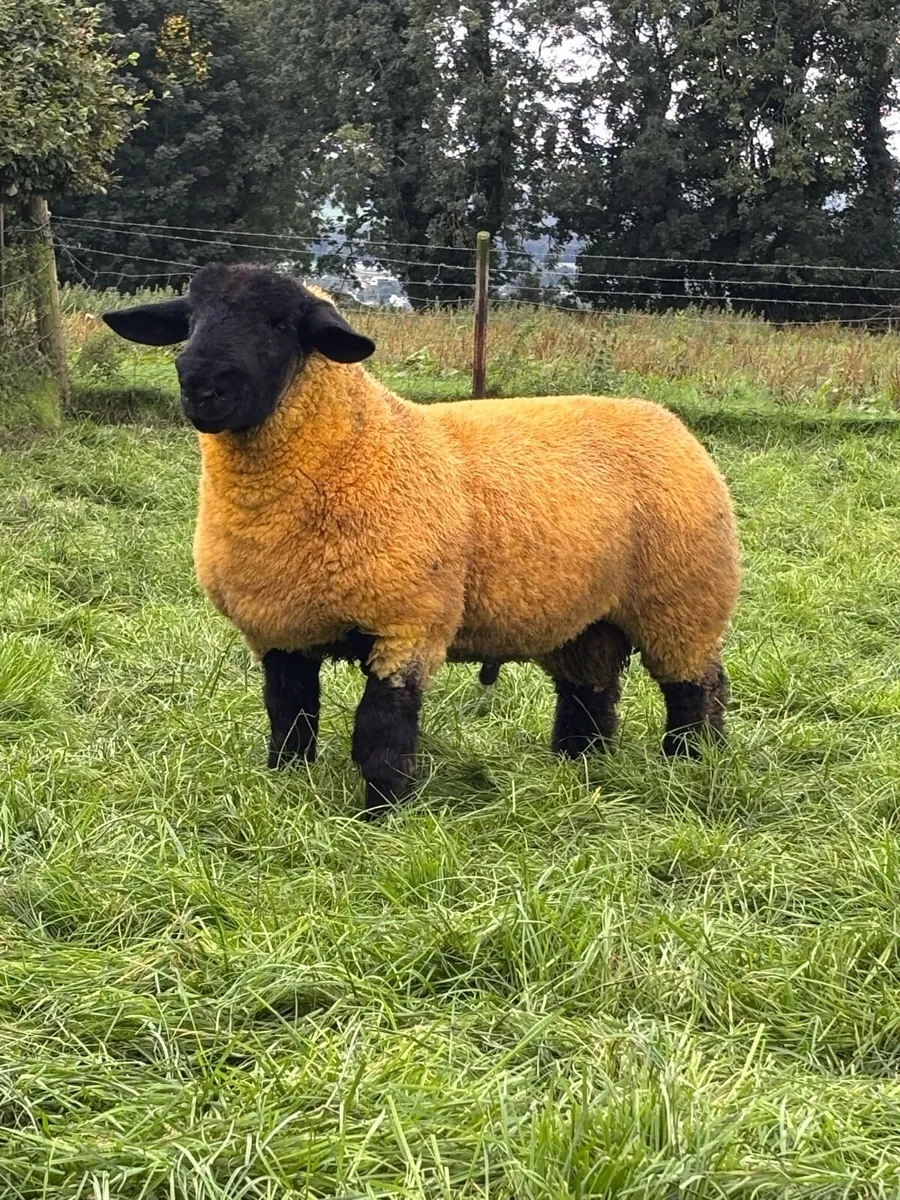 Purebred Suffolk Rams - Image 4