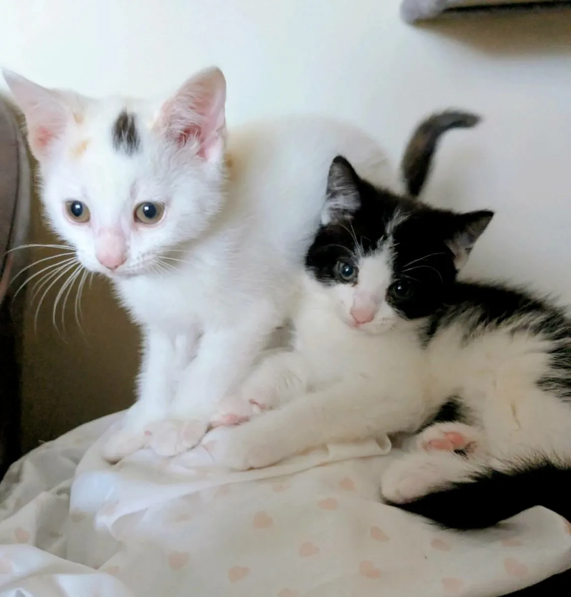 kittens - Image 1
